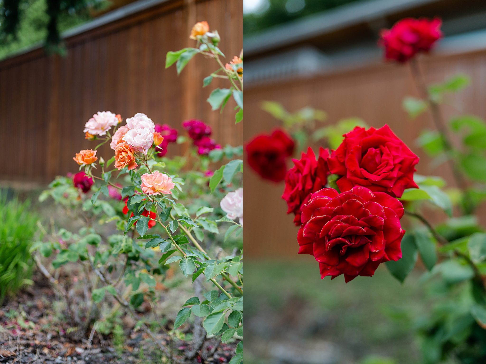 Flower garden outside Seattle Airbnb